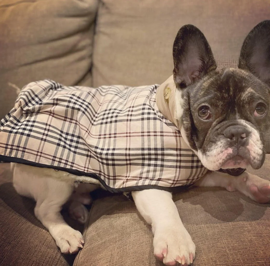 Upcycled Coats for Our Furry Friends Deep Blue Cleanup